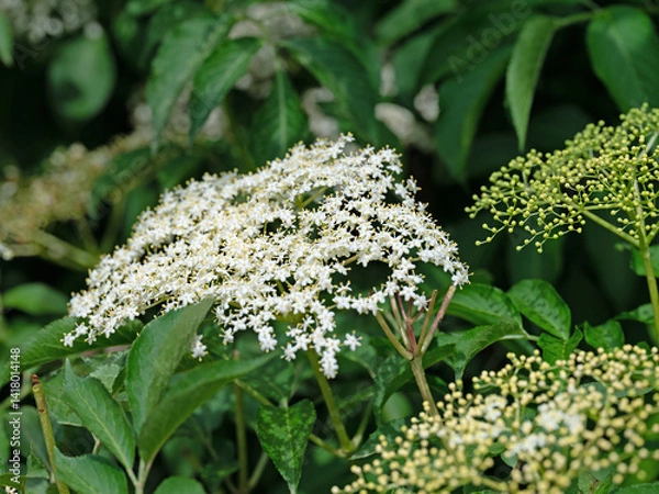 Fototapeta Blühender Holunder,Sambucus nigra, im Frühling