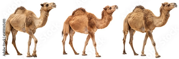Fototapeta  Set of a camel walking on isolated on a transparent background