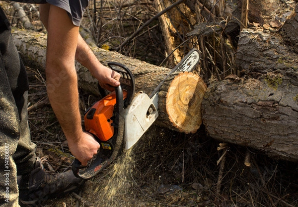 Obraz Cutting a big branch