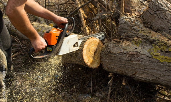 Obraz Cutting a tree