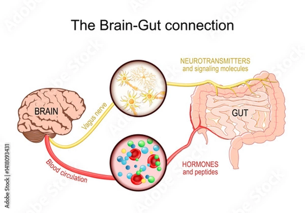 Fototapeta Brain-gut axis. Gut microbiota. Vagus nerve and Enteric nervous system