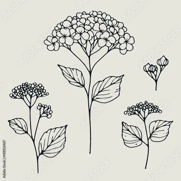 Fototapeta Set of outline hydrangea, leaves, doodle floral pattern. Hand drawn Botanical drawing. Detailed line art Rhododendron, Geranium illustration. Simple Stylized flowers. Elegant Black and White blossom