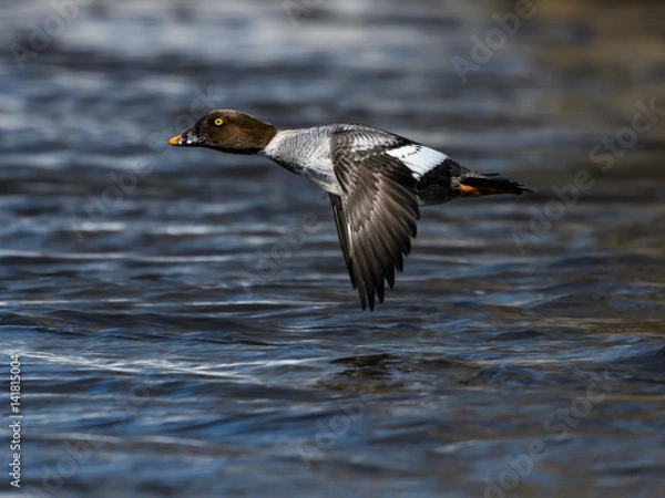 Fototapeta Female Common Goldeneye in Flight