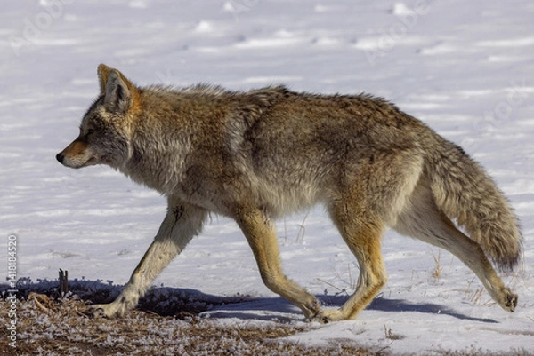 Fototapeta coyote in snow 