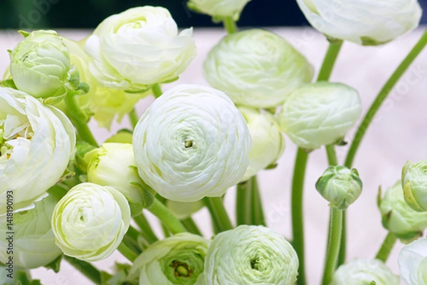 Obraz Bouquet of white terry ranunculus close-up: multi-petal open buds of cultivated buttercups of the Cloni variety. Floral arrangement of one type of flowers to create a spring atmosphere at home