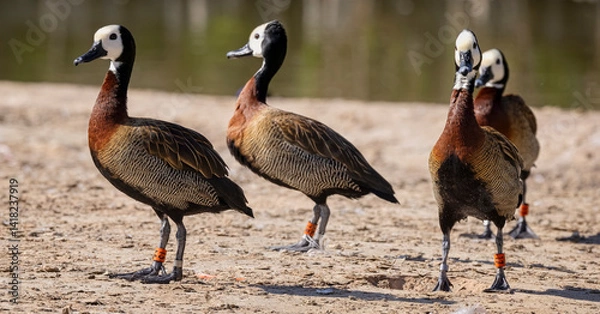 Fototapeta Close up of a group of white faced whistling ducks walking at waters edge