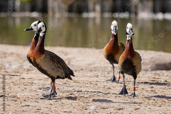 Fototapeta Close up of a group of white faced whistling ducks walking at waters edge
