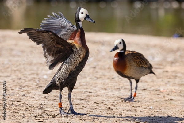 Fototapeta Close up of a white faced whistling duck flapping its wings  at waters edge
