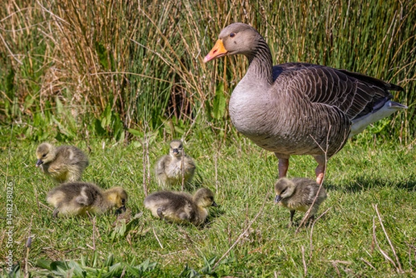Fototapeta Close up of an adult Greylag Goose with group of very young goslings