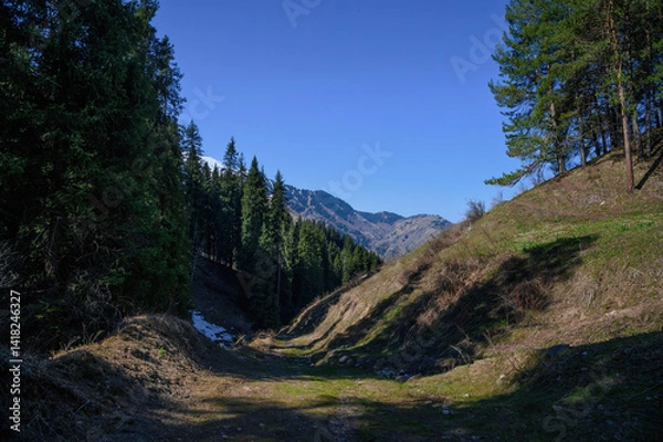 Obraz mountain landscape with trees