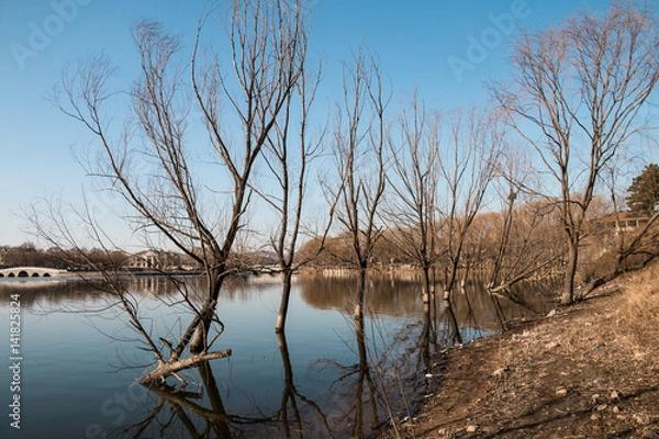 Fototapeta The trees are submerged in the water