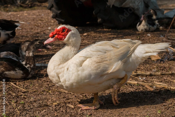 Fototapeta Ducks farm close up.