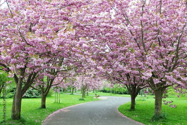 Fototapeta Beautiful park garden with a winding path and pink cherry blossom flowers on trees