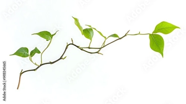 Fototapeta Ultra-HD floating vine, single tendril curling naturally, vibrant texture and sharp contrast on a solid white background