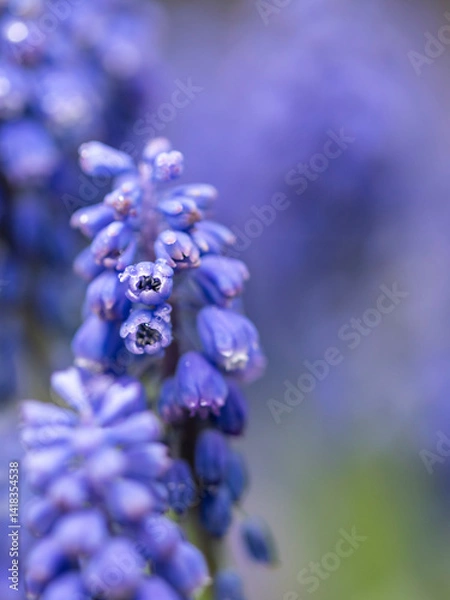 Fototapeta kwiaty na wiosnę fioletowe szafirki macro bokeh
