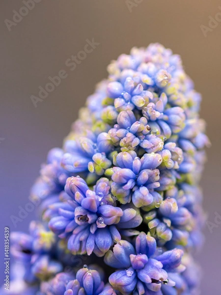 Fototapeta kwiaty na wiosnę fioletowe szafirki macro bokeh