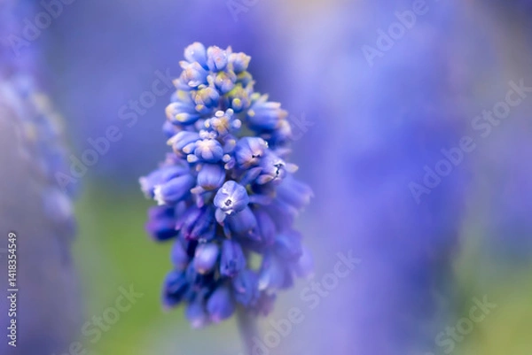 Fototapeta kwiaty na wiosnę fioletowe szafirki macro bokeh