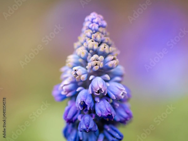 Fototapeta kwiaty na wiosnę fioletowe szafirki macro bokeh