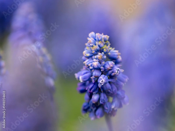 Fototapeta kwiaty na wiosnę fioletowe szafirki macro bokeh