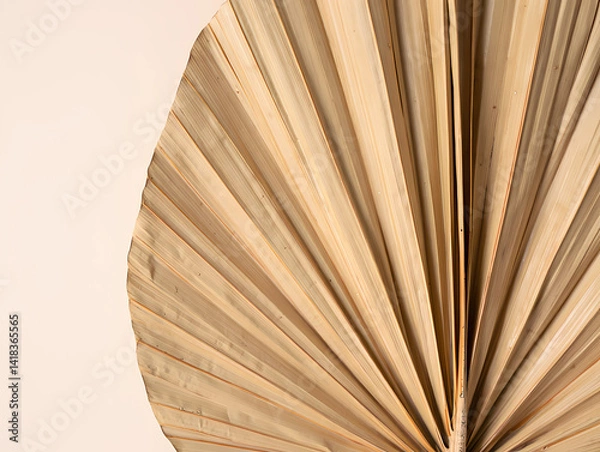 Fototapeta Dried Palm Leaf displays texture on neutral backdrop