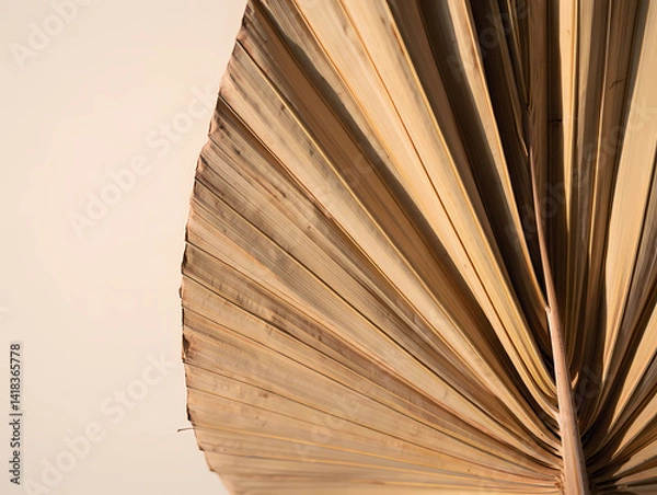 Fototapeta Dried Palm Leaf displays texture on neutral backdrop
