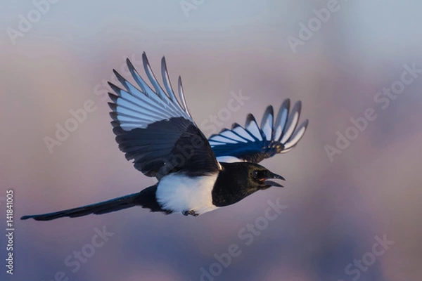 Obraz Eurasian Magpie/in flight