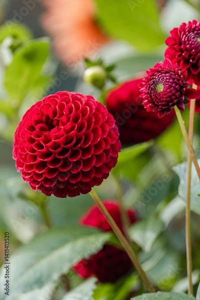 Fototapeta Red blooms at The Butchart Gardens on Vancouver Island in British Columbia Canada in Fall