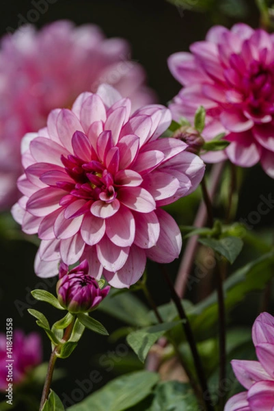 Fototapeta Pink blooms at The Butchart Gardens on Vancouver Island in British Columbia Canada in Fall
