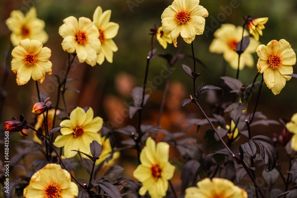 Fototapeta Yellow flowers at The Butchart Gardens on Vancouver Island in British Columbia Canada in Fall