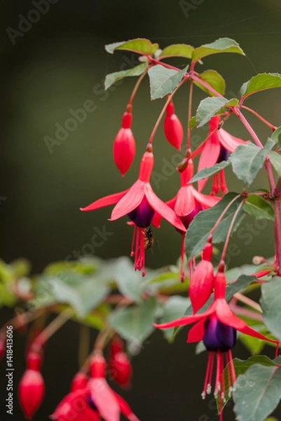 Fototapeta Red flowers at The Butchart Gardens on Vancouver Island in British Columbia Canada in Fall