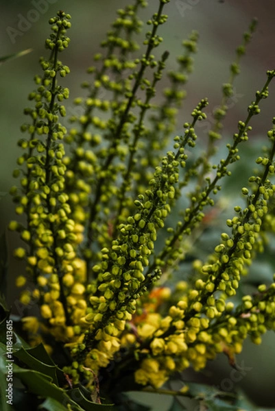 Fototapeta Close up of bush with yellow blooms at The Butchart Gardens on Vancouver Island in British Columbia Canada in Fall