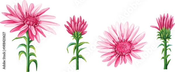 Fototapeta A set of pink aster flowers in various stages of bloom. Includes green stems and leaves for a natural, delicate look. Ideal for spring designs, feminine decorations, and scrapbook elements.