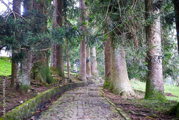 Obraz path in the forest