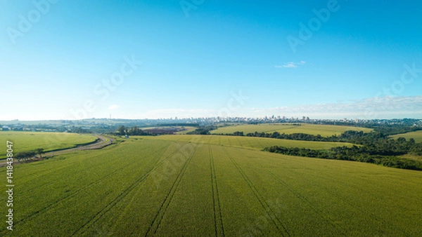 Obraz Aerial view of a cornfield near Cascavel, Brazil, with the city skyline visible on the horizon under a clear blue sky.