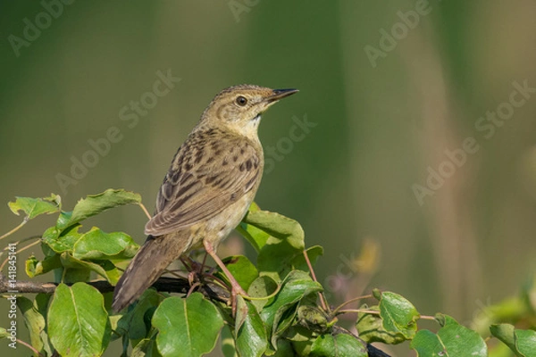 Fototapeta Common Grasshopper-Warbler/at sunrise in spring