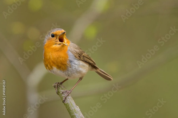 Obraz European Robin/spring song