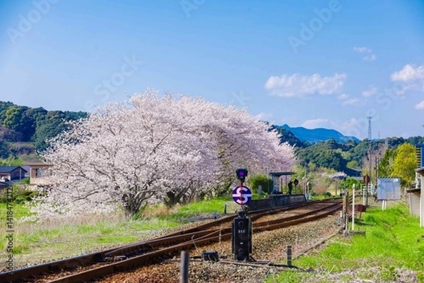 Obraz 線路と桜