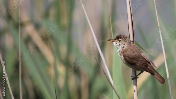 Fototapeta Eurasian Reed Warbler