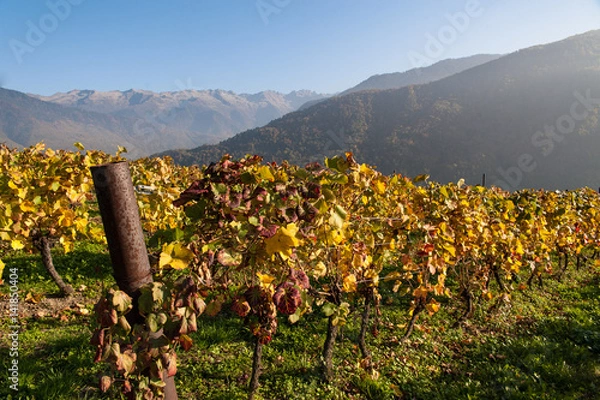 Obraz Vignes montagne automne