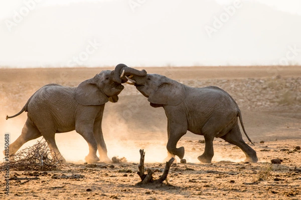 Obraz African Elephant