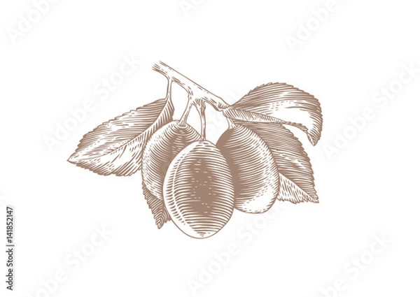 Obraz Branch of plum with leaves and fruit