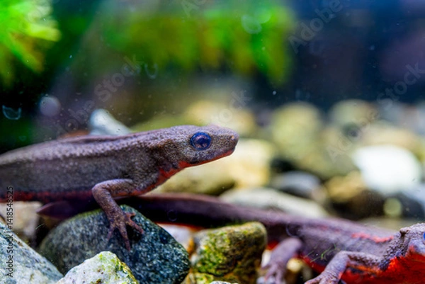 Fototapeta アカハライモリのマクロ