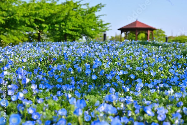 Fototapeta 綺麗に咲いたネモフィラ