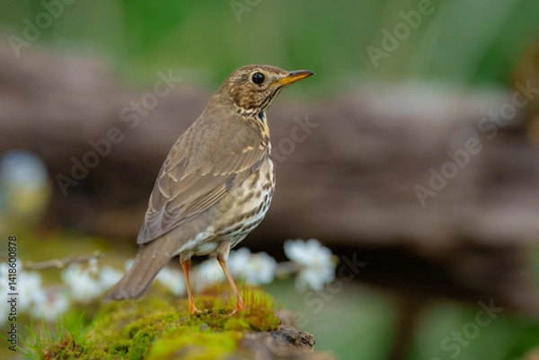 Fototapeta Song thrush (Turdus philomelos),  taking a bath in the bird feeder. Best 4K resolution, close up portrait.