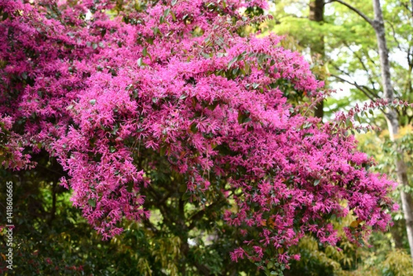 Fototapeta ベニバナトキワマンサク