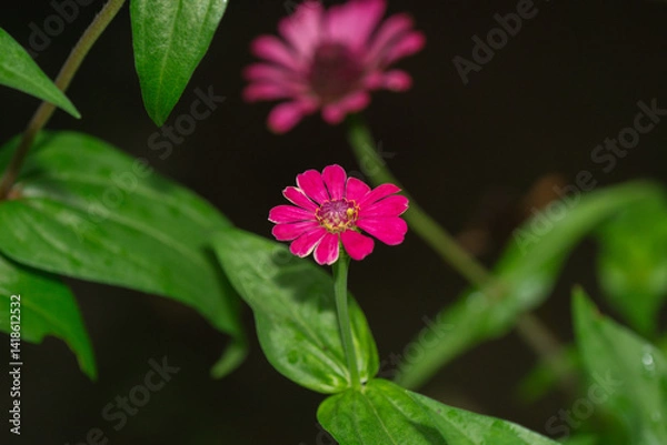 Fototapeta Close-up image of vibrant red summer flowering Zinnia flowers in soft sunshine. Red Zinnia elegans flowers bloom amidst a backdrop of soft, blurry green foliage