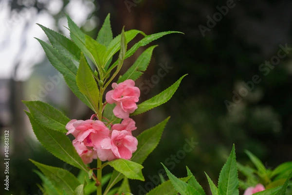 Obraz Beautiful pink flowers of Impatiens balsamina in the garden. Flower Impatiens Balsamina,Commonly known as balsam,Rose balsam,Touch-me-not or spotted snapweed,Latvia. 