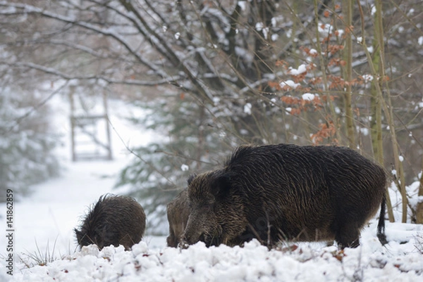 Obraz Schwarzwild im Winter
