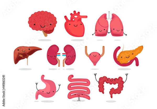 Obraz Organ vector illustration