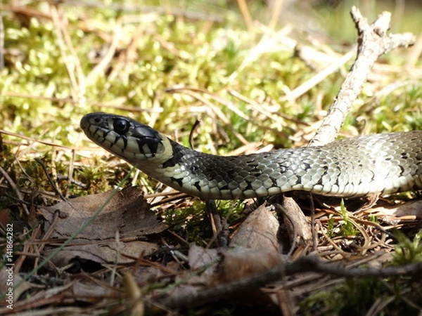 Fototapeta Zaskroniec